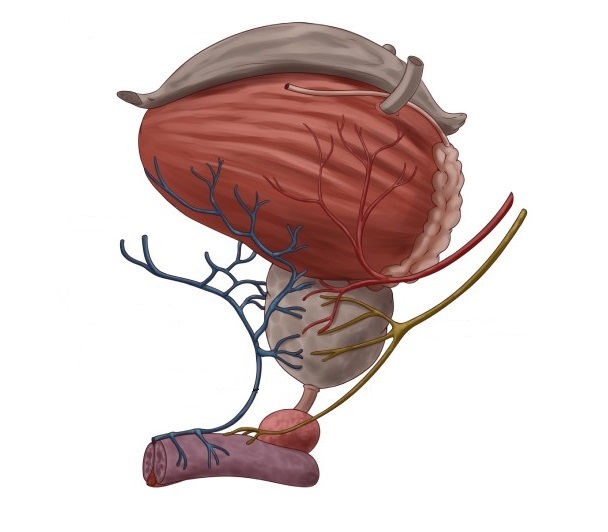 Zeichnung Gefäß-Nerven-Bündel an der Prostata und Blase